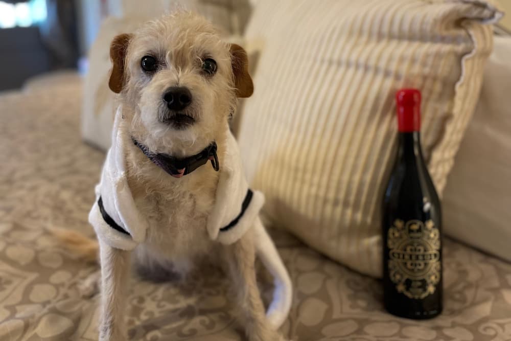 A small dog wearing a white garment sits on a bed next to a bottle of wine.